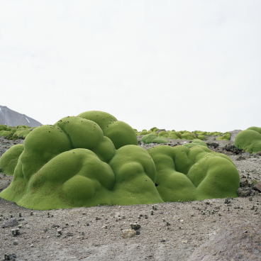 Rachel Sussman, Llareta #0308-2B31 (2,000 + years old; Atacama Desert, Chile), 2008. Image © Rachel Sussman